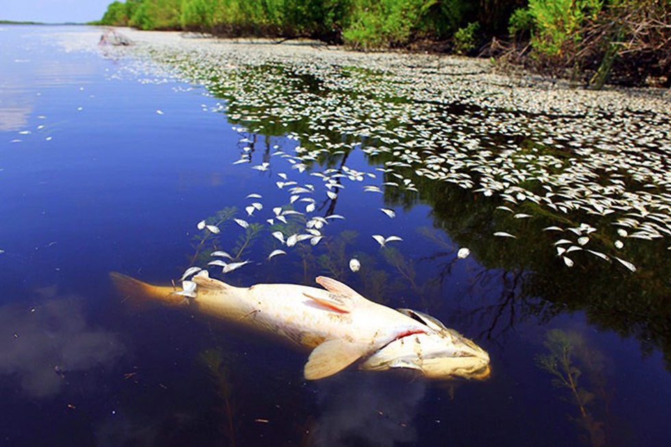 Dead fish in a polluted river.